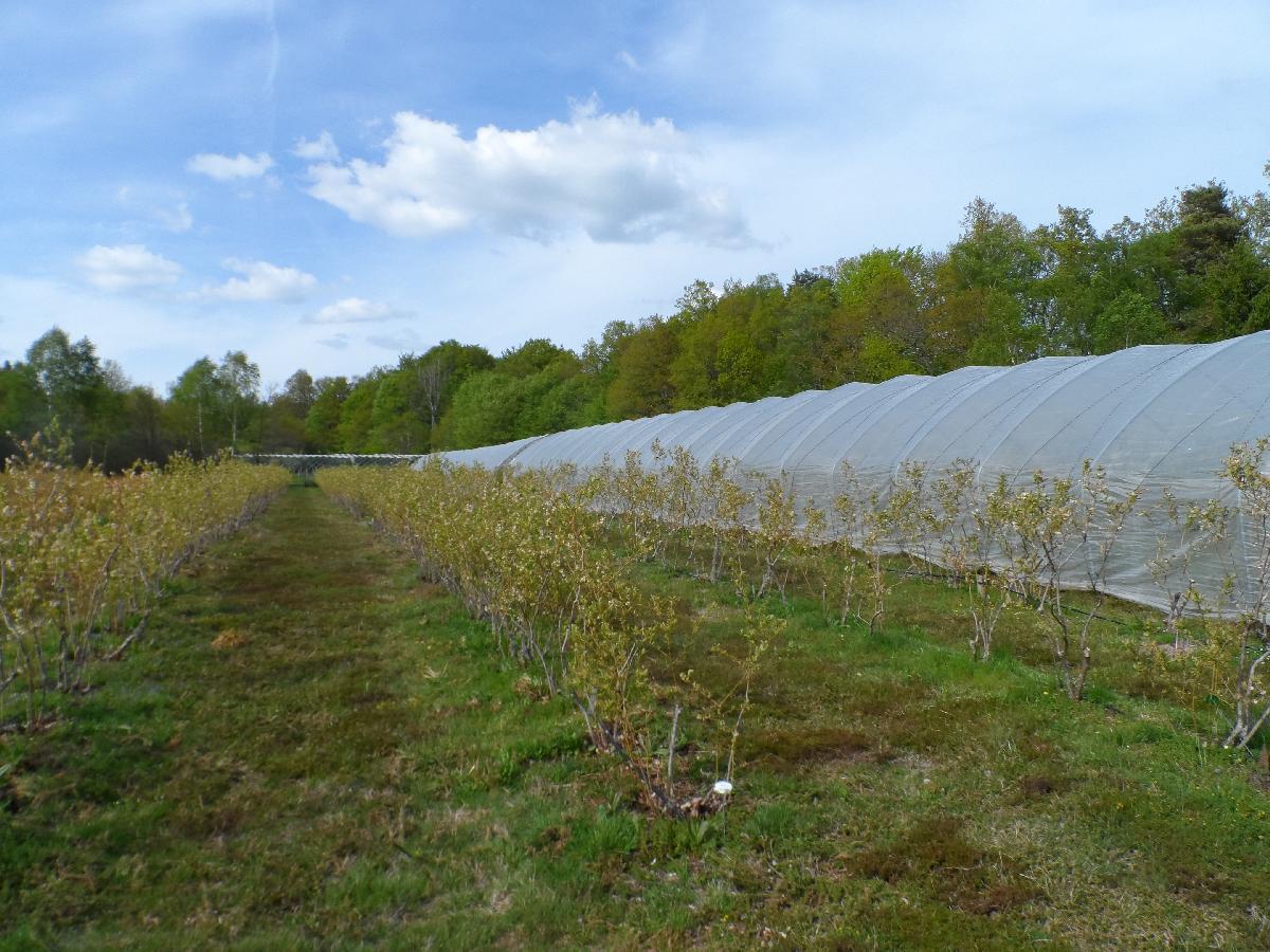 Les myrtilles au printemps